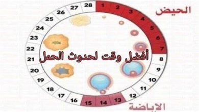 كيف أحسب أيام التبويض بعد الدورة وكم تستمر فترة التبويض 3 OIP 32 1